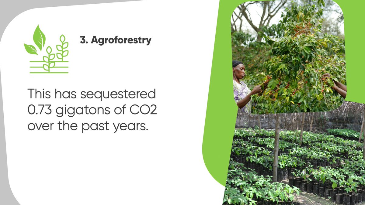 CGIARclimate's tweet photo. #Agroforestry is one of the 10 best bet innovations for #African #agriculture https://t.co/auNzDcJldL @GCF_News @gggi_hq https://t.co/CtrwGfOYjL
