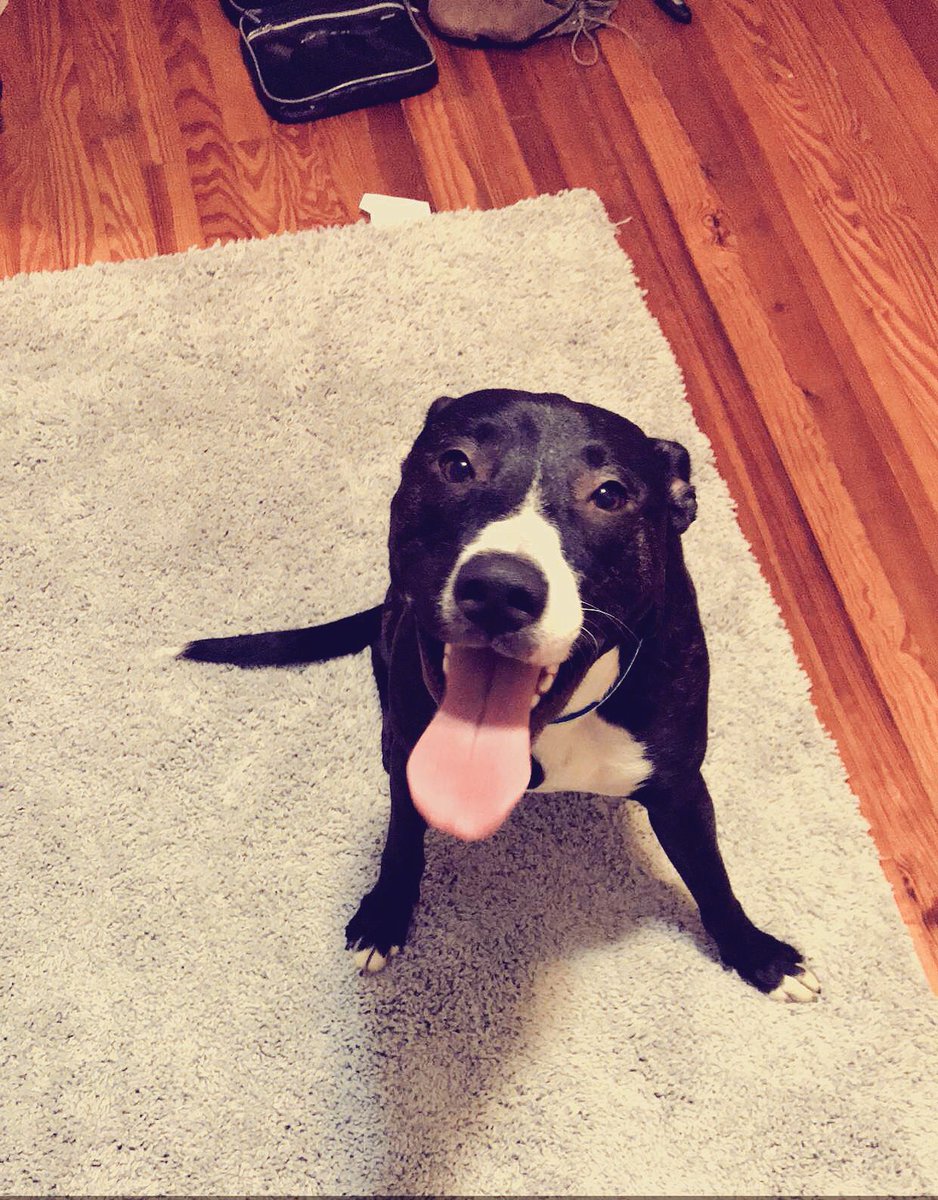 Gwegski's tweet photo. Can we just look how cute and how but Rocco is nowadays I miss him and love him. Thanks @caleighgilligan mom for keeping him healthy https://t.co/qMxMAe263b