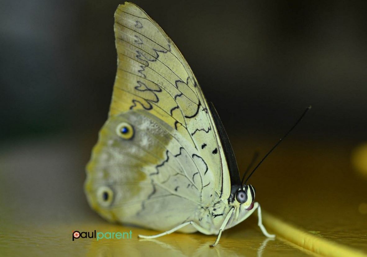 Paul Parent, frcgs, frgs. tweet media