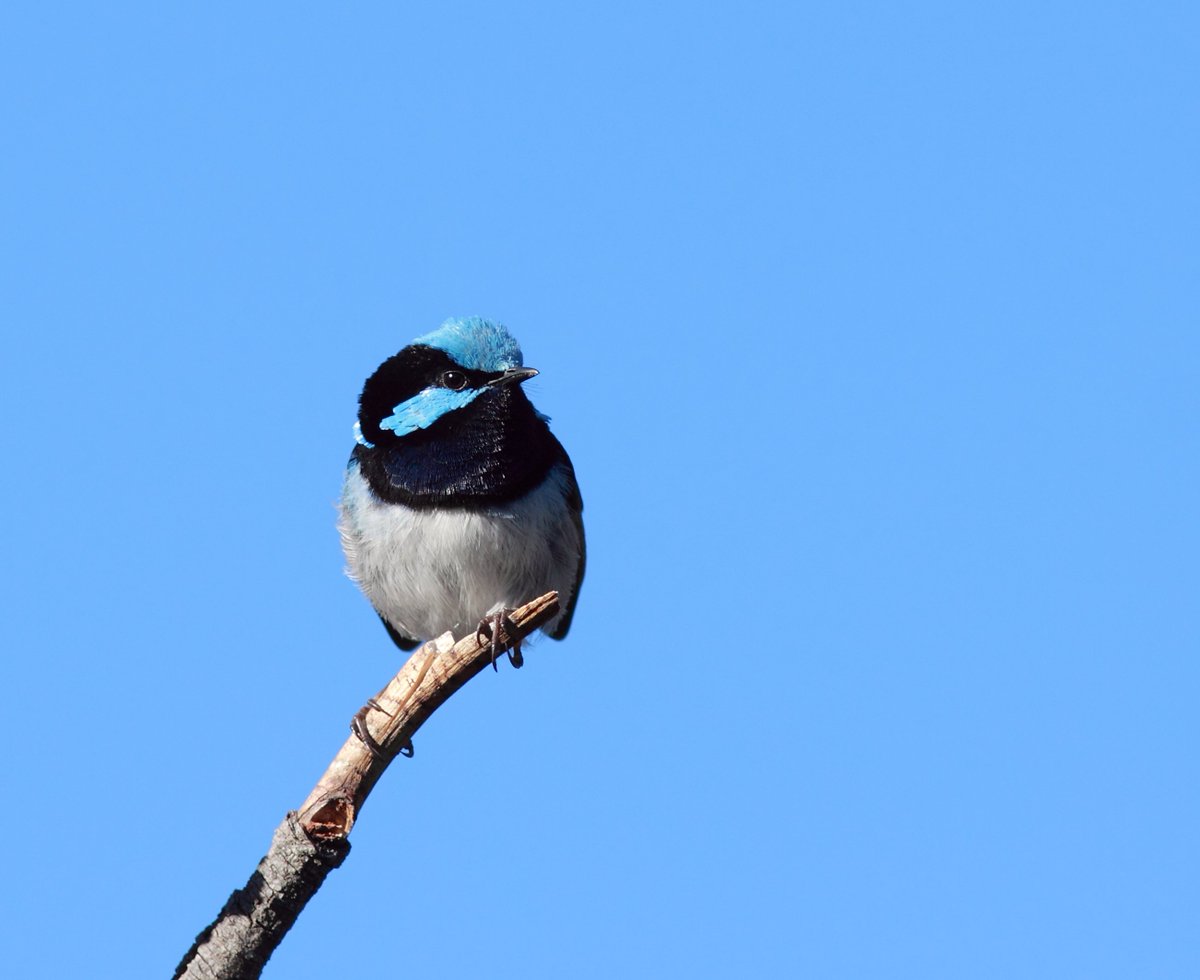 BirdlifeOz's tweet photo. Sydney - don't forget to register for today's #AussieBird Count walk @CentParklands with @Twitchathon from 4-6pm https://t.co/MiHgivrz9O https://t.co/r4WNMXr9Zi