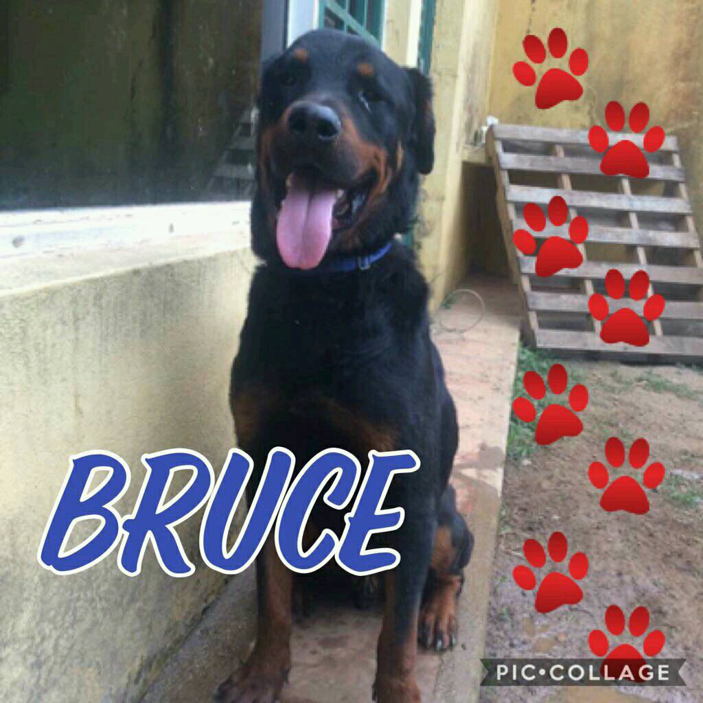 PerroUsuario's tweet photo. RT @unapataamigaccs: Su dueño murio. Y quedo solito... ADOPTA NO COMPRES. 2 años y castrado! 0412-5589386 0414-0108818 CCS HATILLO https://t.co/nUsUGB4mag