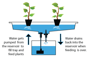 basil_grower's tweet photo. How do #hydroponic pumps work?

> https://t.co/iYnHXltgaI https://t.co/pwtQLdzdpI
