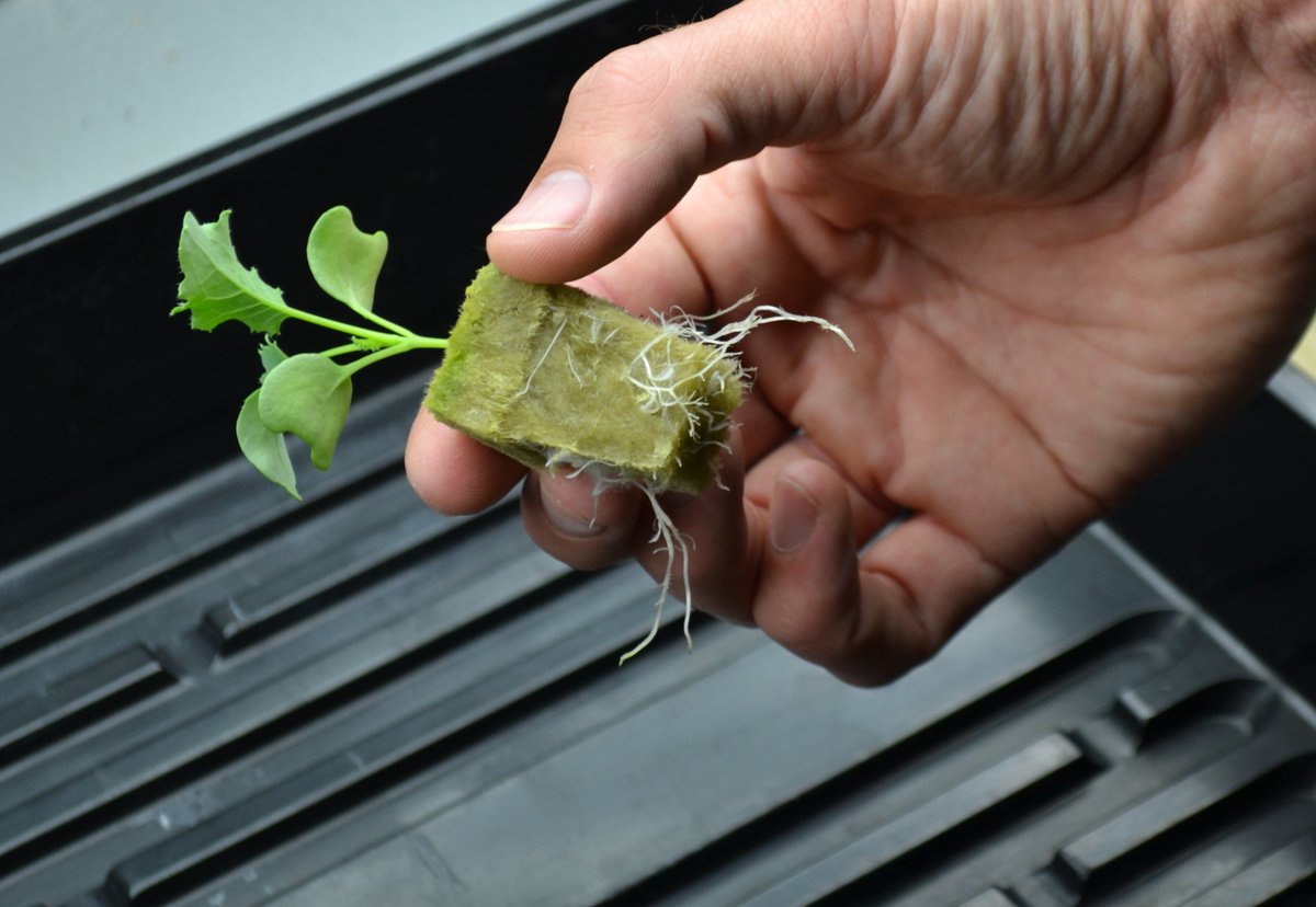 UrbanGreensMN's tweet photo. Our plants grow in rockwool - imagine a firmer version of cotton candy. After 2 weeks in seed trays, we move them to channels. More to come! https://t.co/uY3d6OgWa2