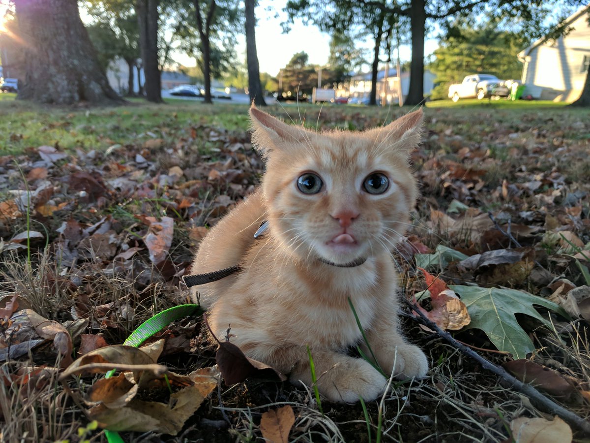 Scotty_H00d's tweet photo. Garfield is still a bit nervous of the outdoors. One step at a time. #catewalk https://t.co/YbXjslY6wh