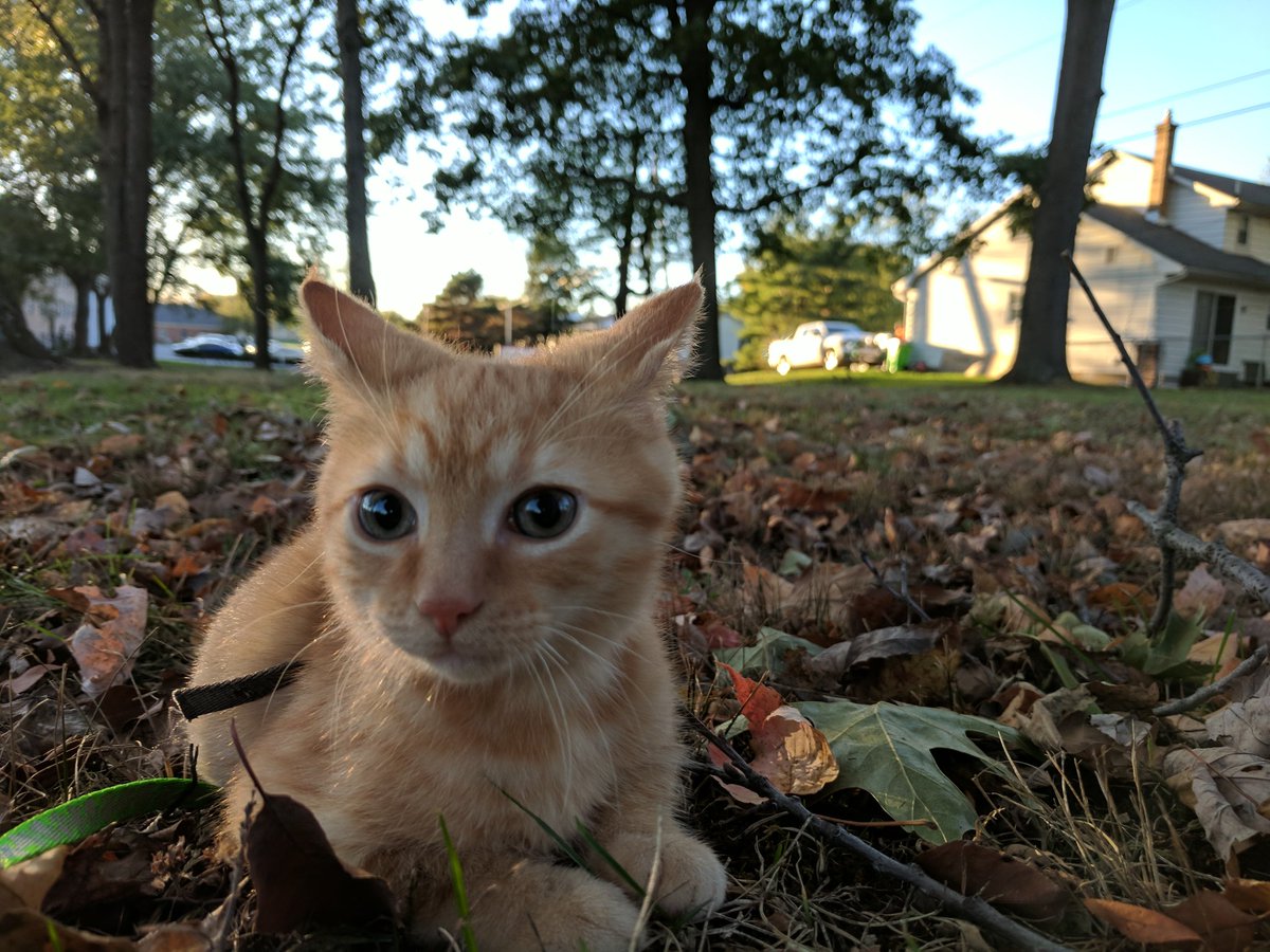 Scotty_H00d's tweet photo. Garfield is still a bit nervous of the outdoors. One step at a time. #catewalk https://t.co/YbXjslY6wh