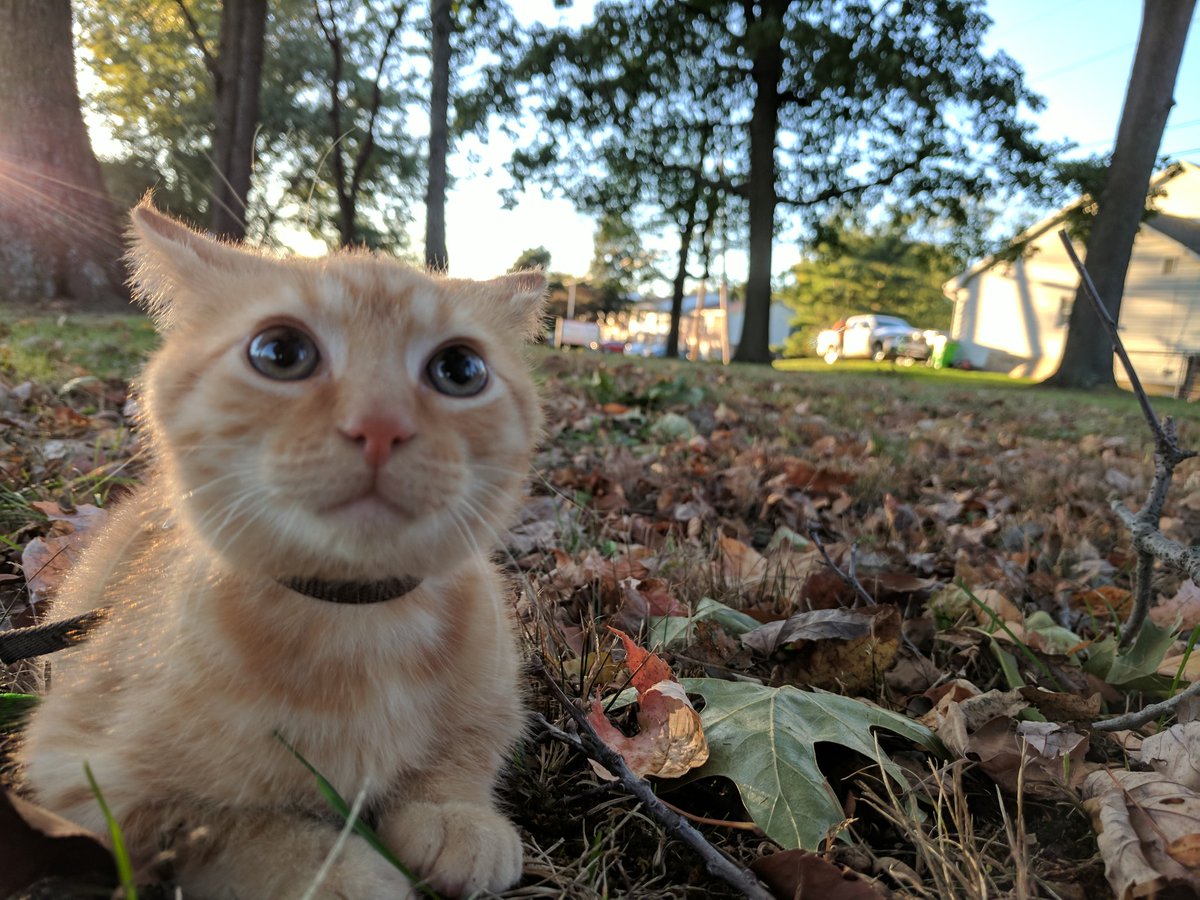 Scotty_H00d's tweet photo. Garfield is still a bit nervous of the outdoors. One step at a time. #catewalk https://t.co/YbXjslY6wh