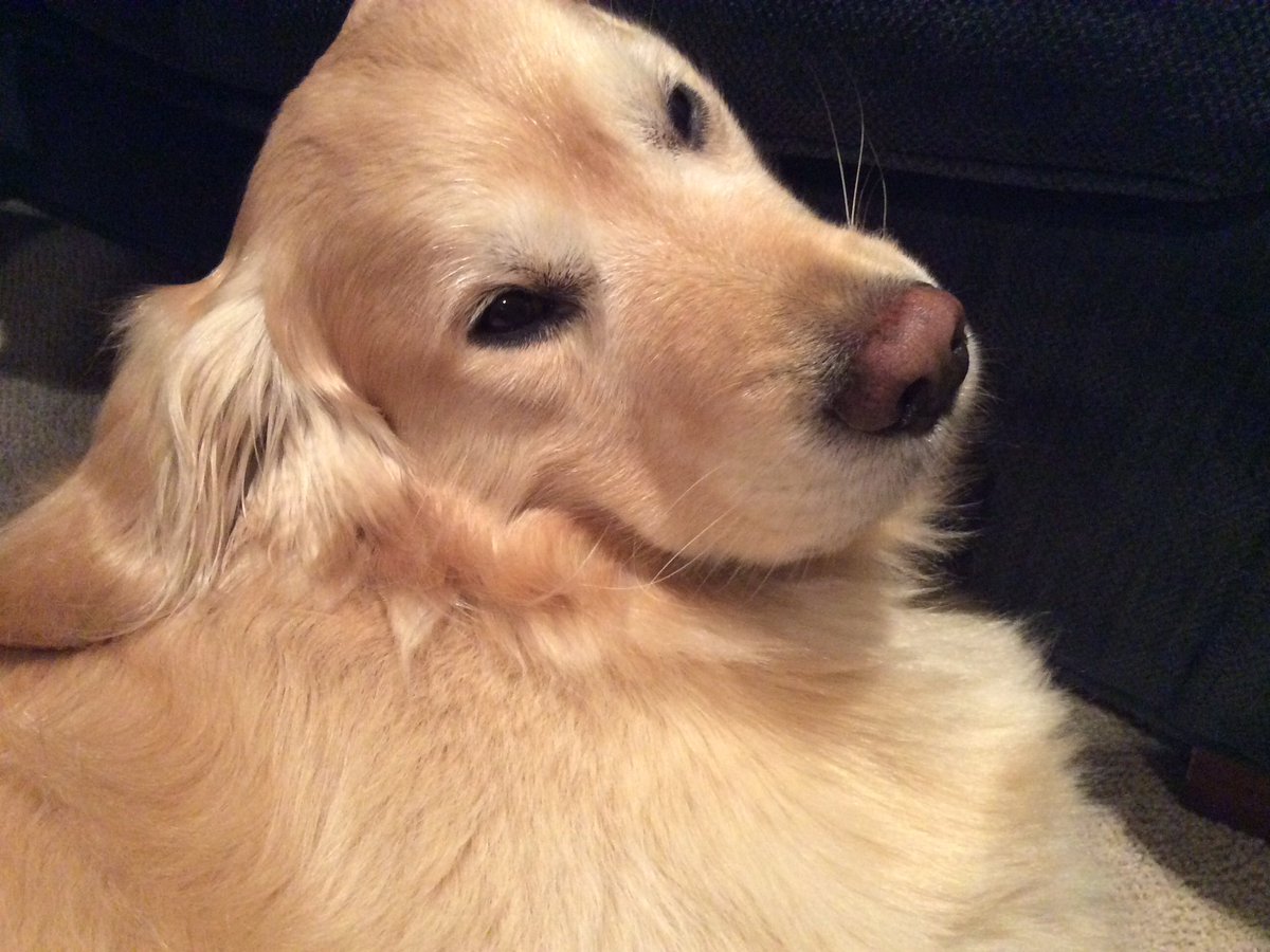 #IfItWerentForDogs 
Seriously?