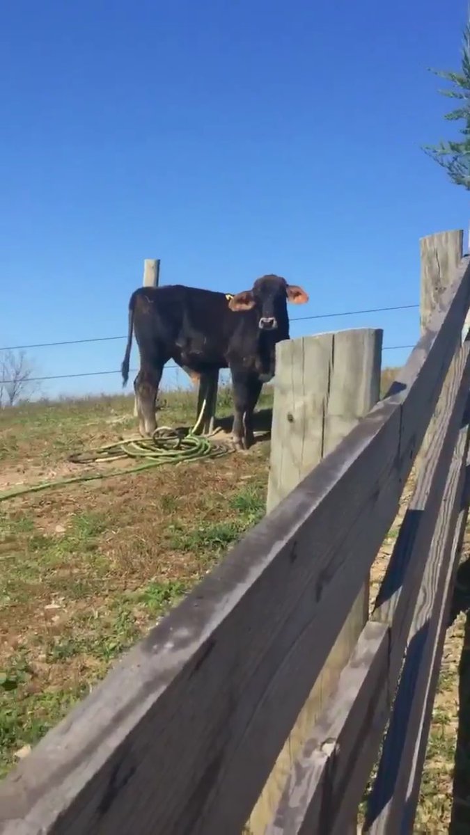 BrooklynCow's tweet photo. Good Moos my friends! Finally made it to Skylands Sanctuary here in NJ. Took forever with all the damn jughandles! #BrooklynCow https://t.co/r5x5rJ0iQq
