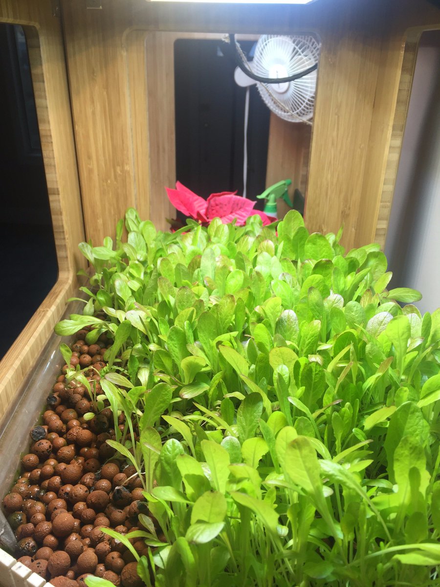 GroveLabs's tweet photo. @paulakennedyckd @Verdical_Inc @TheSpoonTech You better believe it... Grow what you eat! #kitchentotable #grovegrown https://t.co/uhFDrV78gi