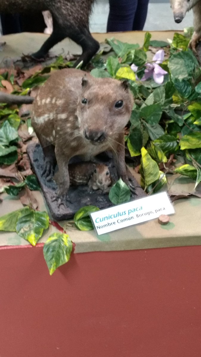 Nsandovalm's tweet photo. Paca en sala "Mamíferos" del Museo de Historia Natural de la Universidad Nacional de Colombia @UNColombia #MuseosPerdidos @EdmonCastell https://t.co/6KFNBFUjtJ