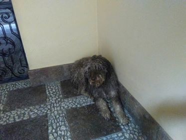 KIARA se ha perdido ayer miércoles en Antequera (Málaga)
 Contacto: móvil 637 17 60 58 (Whatssap) o adopcionesarcadeltorcal@gmail.com