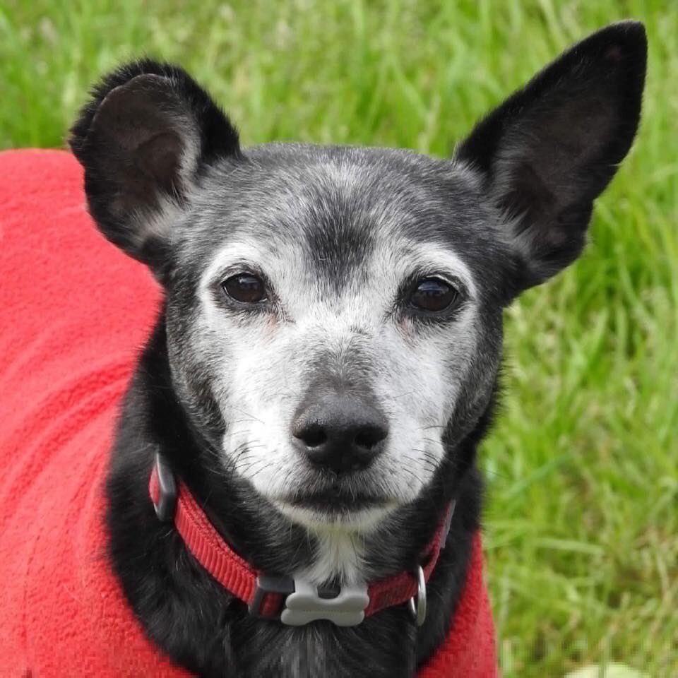 rosiedoc666's tweet photo. #STOLEN #bringMiloHome #Burglary 18/10 bring him home now...nothing said 🆘#CCTV footage of thieves east #Ayrshire #Newmilns #Peebles https://t.co/nUD24jBtS3