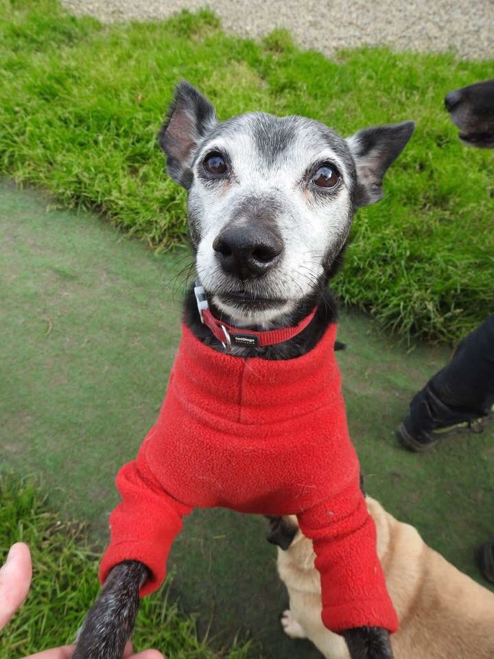rosiedoc666's tweet photo. #STOLEN #bringMiloHome #Burglary 18/10 bring him home now...nothing said 🆘#CCTV footage of thieves east #Ayrshire #Newmilns #Peebles https://t.co/nUD24jBtS3