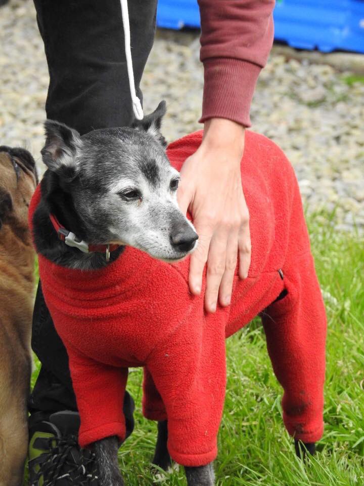 rosiedoc666's tweet photo. #STOLEN #bringMiloHome #Burglary 18/10 bring him home now...nothing said 🆘#CCTV footage of thieves east #Ayrshire #Newmilns #Peebles https://t.co/nUD24jBtS3