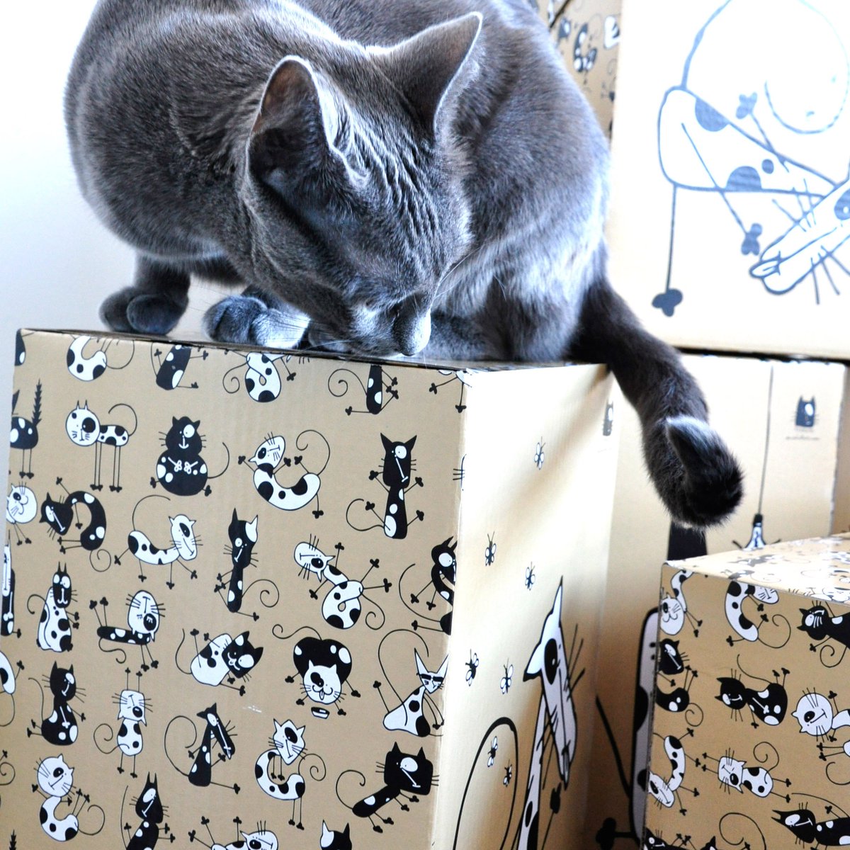 CAT WITH A BOX (@catwithabox) / Posts / X