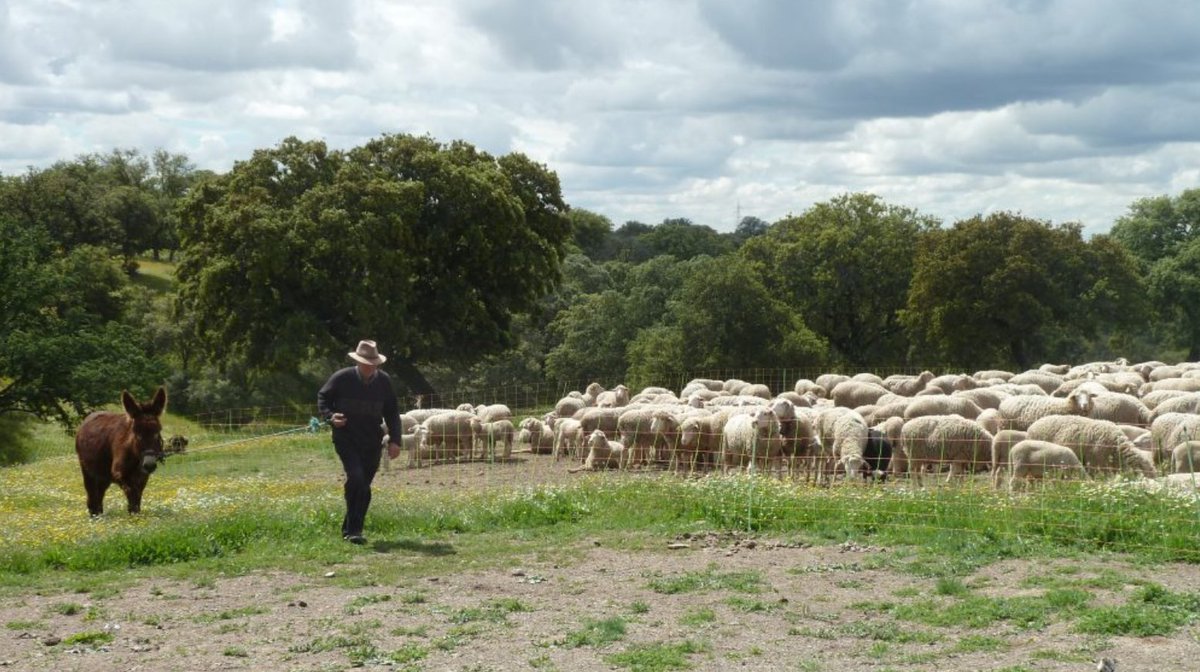 How hiking and shepherding work together to maintain a tradition as old as Spain itself: rei.com/blog/hike/spai…