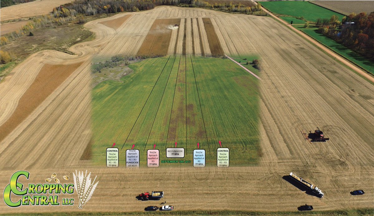 tichyva's tweet photo. Visual was impressive but Yield will finish the fungicide trial story. @PaulKrause20 @jbrow170 @MikeGronski @PioneerWI https://t.co/XVBUozU1Oq