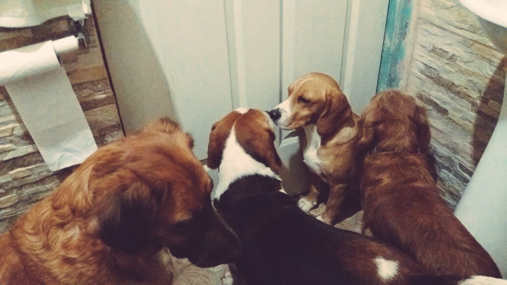ejomm's tweet photo. #IfItWerentForDogs I would be a miserable bag of nothing, they're my reason to come back home... #ImNeverAlone https://t.co/9zcnBHa56F