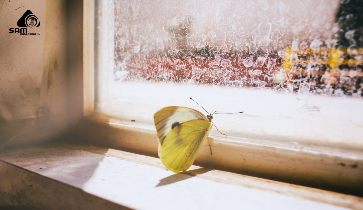 1993Samo's tweet photo. #summer #yellow #photographe
#fly #photoshoot #butterfly #syria #sam #samyousef #freedom #old #smile #great #nice #ronaldo #realmadri #hope https://t.co/vRY5AqcPLF