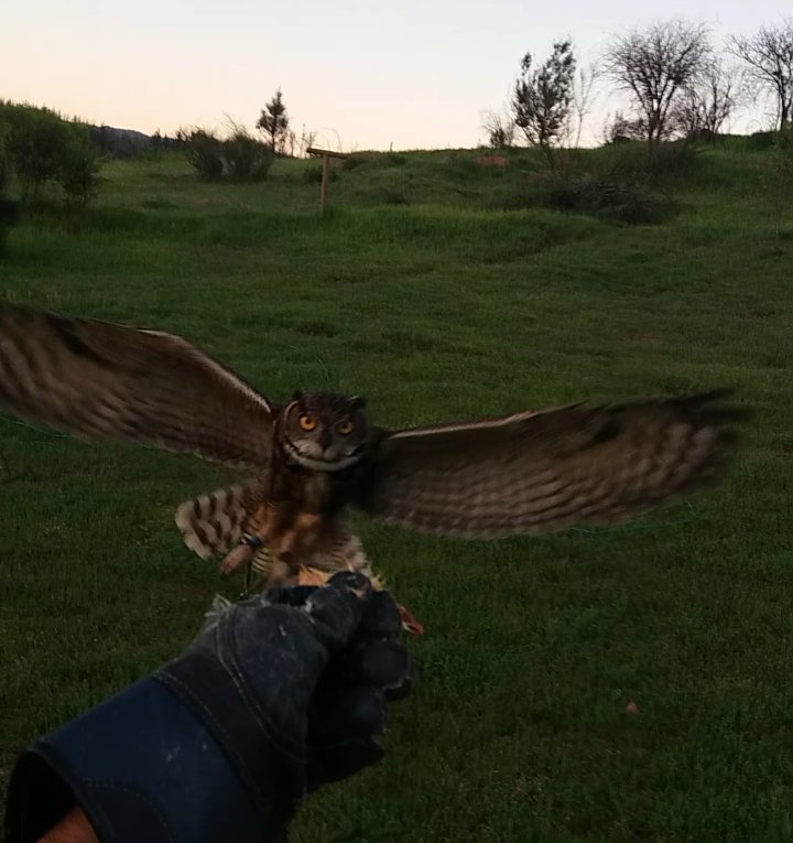 VicenteVicho's tweet photo. Las aves de mi Criadero de aves Rapaces del Maule Tabolguen, embajadoras de la Naturaleza
#noalamatanzadeavesrapacesenelcampo https://t.co/q4SBPYyqTr