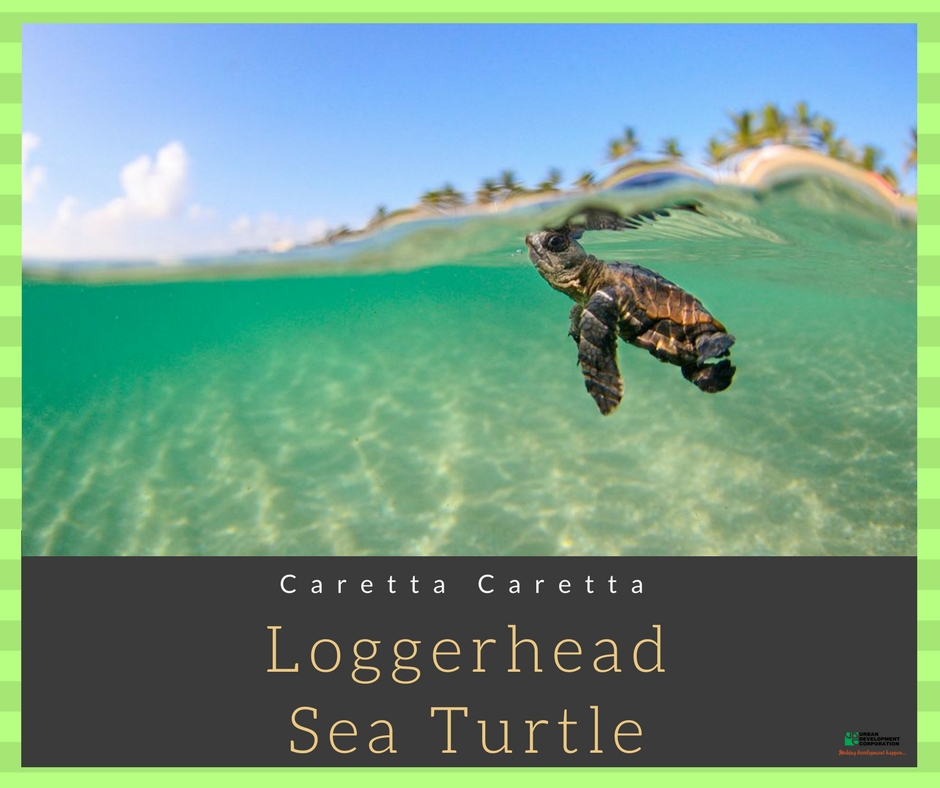 UDCJamaica's tweet photo. The loggerhead sea turtle is a cousin of the hawksbill turtle. Help us protect its environment! #udcja #loggerheadturtle https://t.co/mjBcFL1To2
