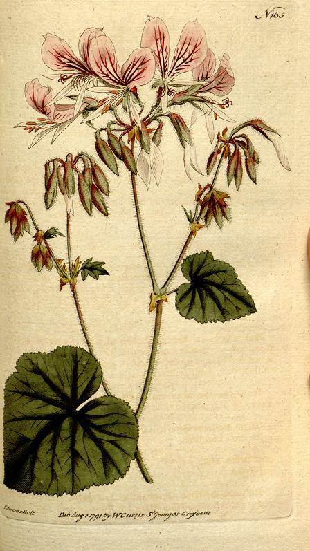 Haliotis94's tweet photo. The Botanical magazine, or, Flower-garden displayed. Curtis, William. V.5-6=nº145-216 (1792-1793) @BioDivLibrary https://t.co/GJf2UehBnh https://t.co/lLINe0wY3E