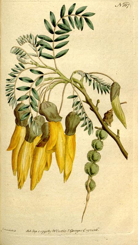 Haliotis94's tweet photo. The Botanical magazine, or, Flower-garden displayed. Curtis, William. V.5-6=nº145-216 (1792-1793) @BioDivLibrary https://t.co/GJf2UehBnh https://t.co/lLINe0wY3E