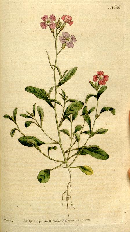 Haliotis94's tweet photo. The Botanical magazine, or, Flower-garden displayed. Curtis, William. V.5-6=nº145-216 (1792-1793) @BioDivLibrary https://t.co/GJf2UehBnh https://t.co/lLINe0wY3E