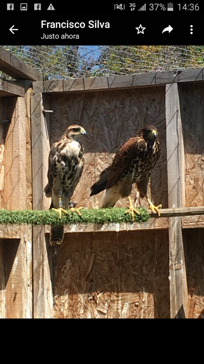 VicenteVicho's tweet photo. Las aves de mi Criadero de aves Rapaces del Maule Tabolguen, embajadoras de la Naturaleza
#noalamatanzadeavesrapacesenelcampo https://t.co/q4SBPYyqTr