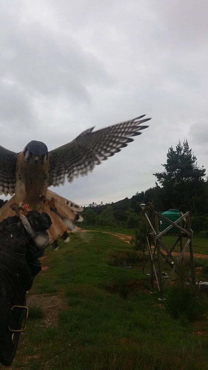 VicenteVicho's tweet photo. Las aves de mi Criadero de aves Rapaces del Maule Tabolguen, embajadoras de la Naturaleza
#noalamatanzadeavesrapacesenelcampo https://t.co/q4SBPYyqTr