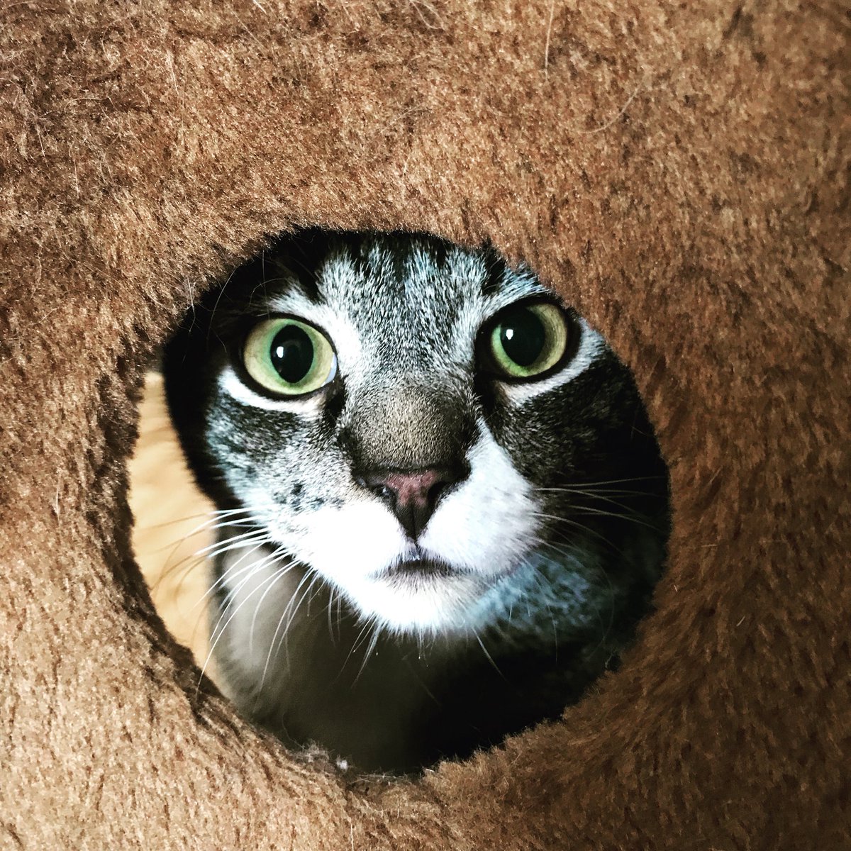 FactoryBrooklyn's tweet photo. #lookingfortrouble #cats #catwoman #catslovers #catslife #lovecats #love #bestfriend #bestoftheday #gato #pictureoftheday #pictureoftheday #timetoplay #timetorelax #running #animals #nature #naturaleza #fashion #wildchild #mylove #newyork #newyorker #newyorklife #brooklyn #gatito https://t.co/5wxpcMVZHu