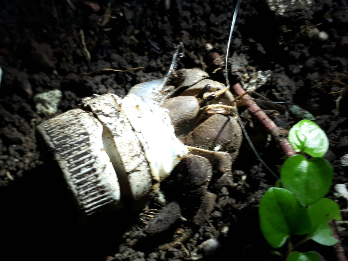 Plastic takes over the world. So sad to see hermit crabs in remote solomon islands living in plastic lids.......