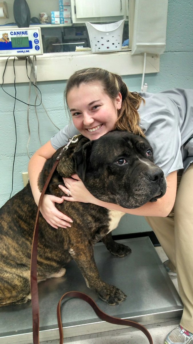 mel_nich's tweet photo. Sweet boy is at the Vet again... #allergies #mastiff #bigboy https://t.co/5I9wUchp7k