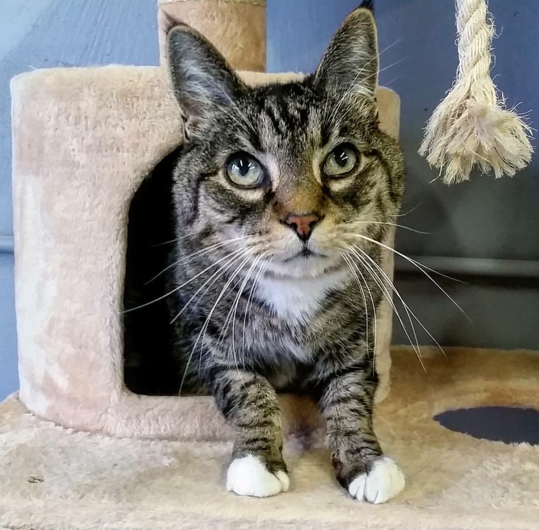 catsandcritters's tweet photo. Max, one of our boarding kennel clients, showing off for #WhiskerWednesday

#seniorcat #catboarding https://t.co/t27oDK9bl0
