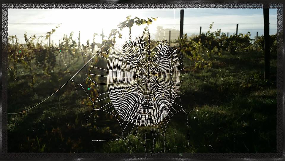 The Haunted Vineyard Crawl is happening Oct. 27 and 28 at Spring Gate Vineyard. Don't forget to wear a costume! ow.ly/Lrs730fPOSw