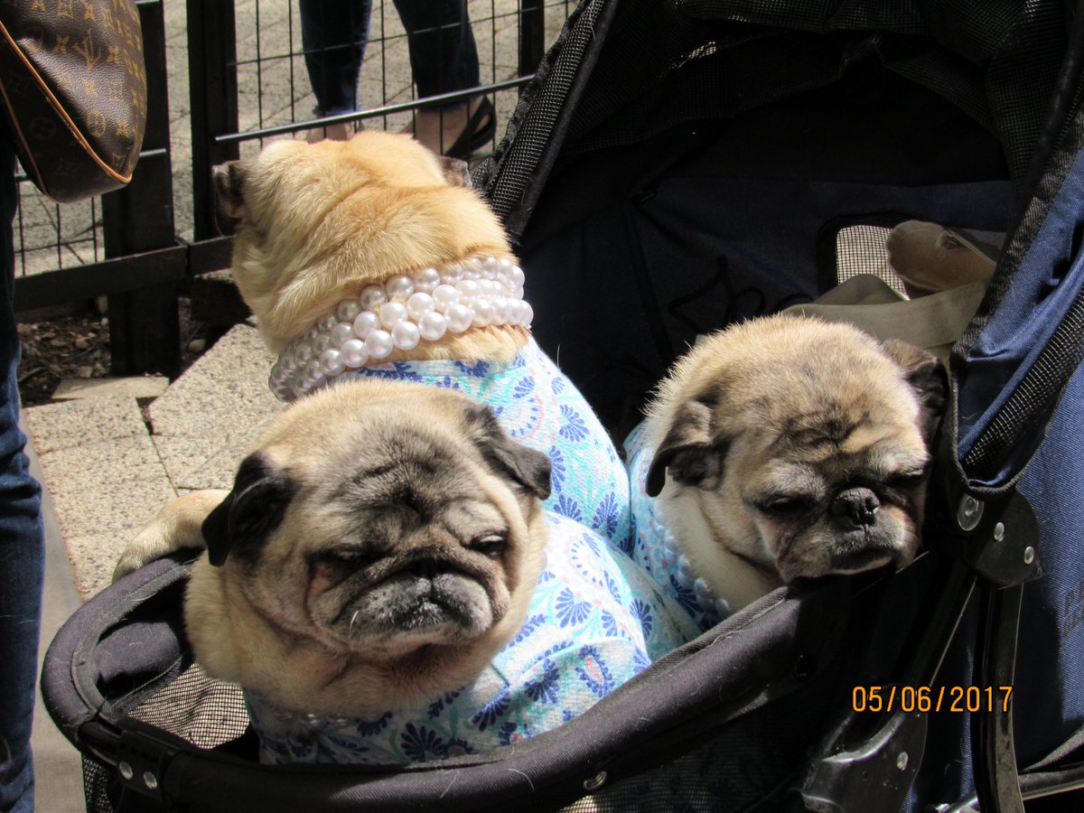 ThePugBros's tweet photo. Life is short, love everyone #PugChat #RIPBumble #RIPViolet #RIPCuppy #PugsTakeChicagoPic https://t.co/pVnxA7xNKt