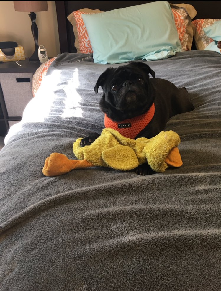 TuckerThePug's tweet photo. @HamiltonPug A3: chilling with my duck and causing trouble with my sis. 🙈#pugchat https://t.co/0cMVfB9CrE