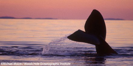 Ocean Conservancy tweet media