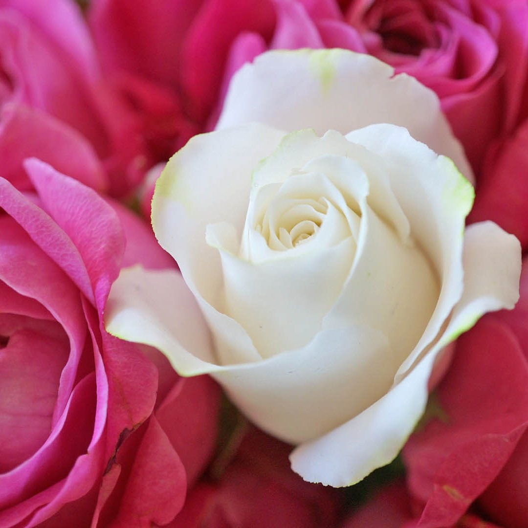 tei_1987's tweet photo. #sugarflower rose
#슈가플라워 #슈가크래프트 #앙금플라워 #sugarcraft #beanflower #beanpaste #beanpasteflower #koreaflower #handmade #シュガーフラワー #シュガークラフト #韓式唧花 https://t.co/qkOpuKnyQN