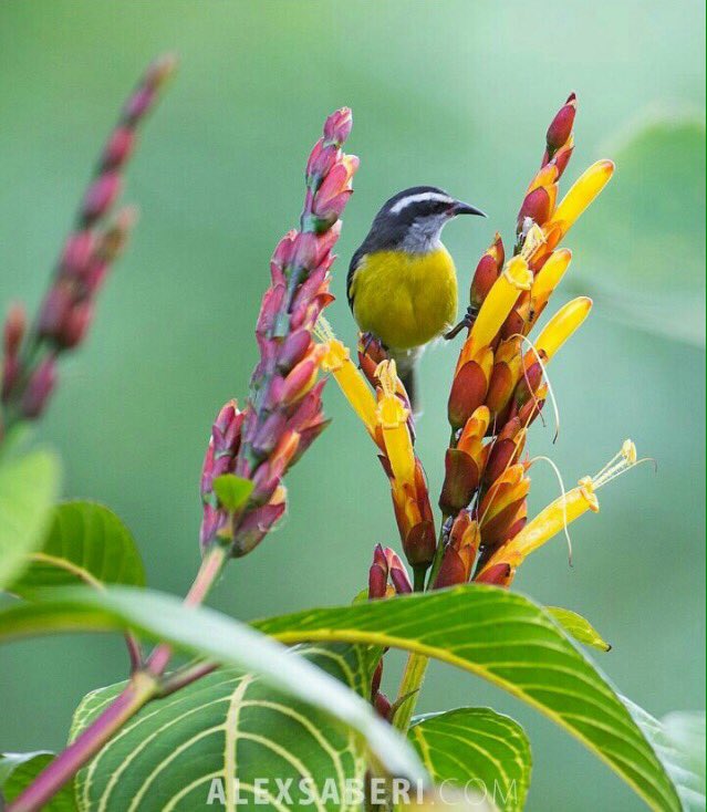 ArtLover99's tweet photo. Birds

#nature #birds #photography https://t.co/tqqdSAoQKP