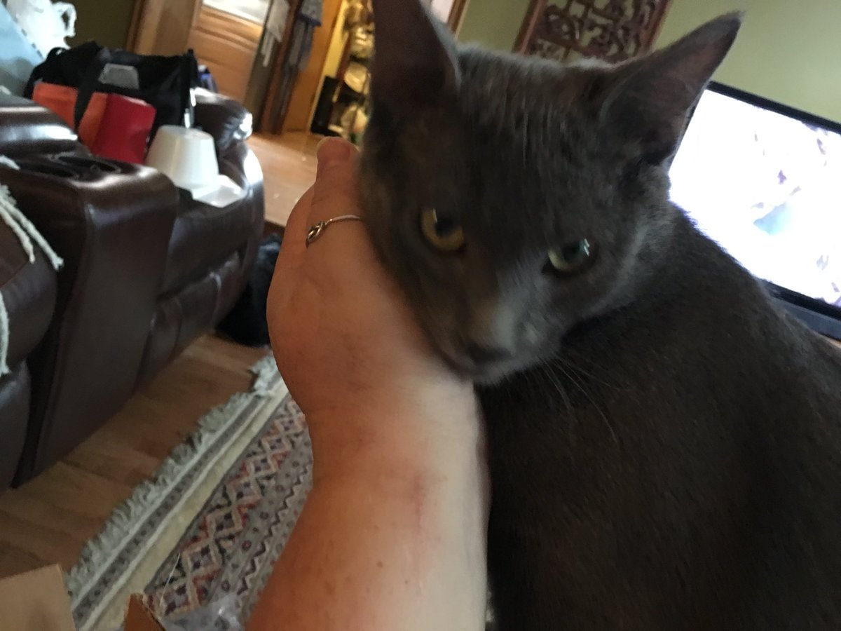 lizbrosius's tweet photo. AB. - How are Stirfry and Shrimp Toast?  Pigpen and Linus, our two came to us the same way on the same day. Below is Pigpen. #AltonBrownLive https://t.co/68ddew4EQh