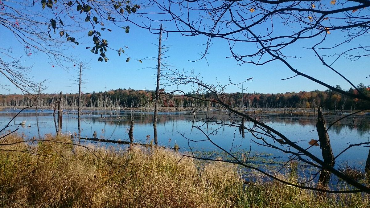 memyselfpauline's tweet photo. Nature is fuel for the soul #gettinglostinnature #Muskoka #fallcolours #myhappyplace #fuelforthesoul https://t.co/1C04ZsZv6H