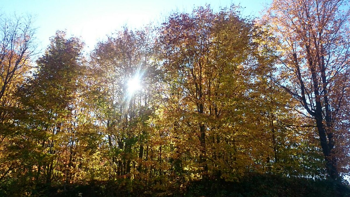 memyselfpauline's tweet photo. Nature is fuel for the soul #gettinglostinnature #Muskoka #fallcolours #myhappyplace #fuelforthesoul https://t.co/1C04ZsZv6H
