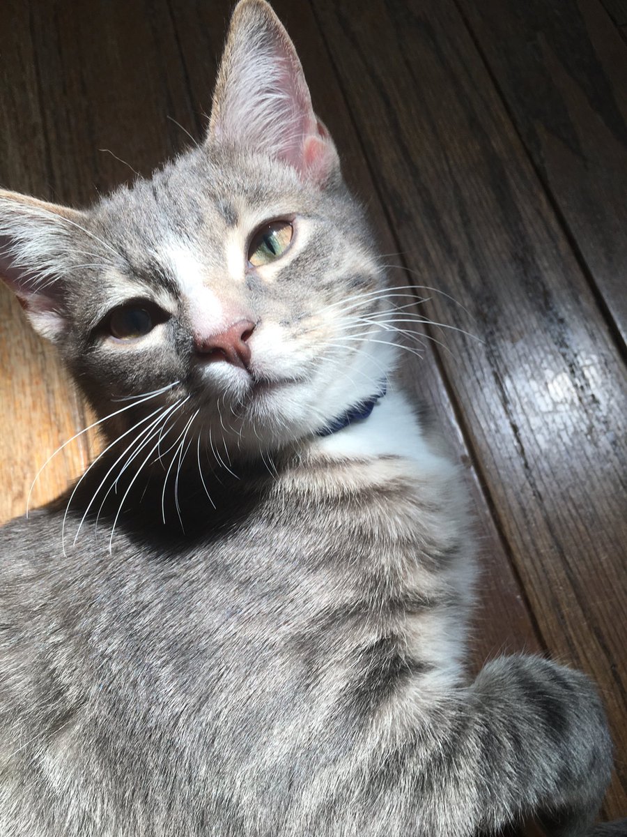 lizbrosius's tweet photo. Here is Linus #AltonBrownLive https://t.co/gD4lgGry0e