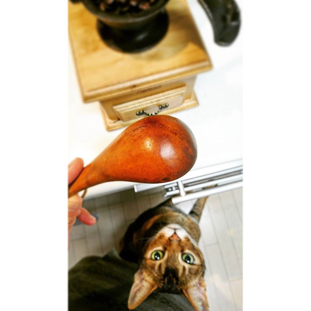 nekoashi_natsu's tweet photo. 良い色に育ってきた♪
#goodmorning #Woodenspoon #giftfromafriend #measuringspoon #coffee #cat #animal https://t.co/xKsIKkQ5rF https://t.co/S7ft8GKFVE