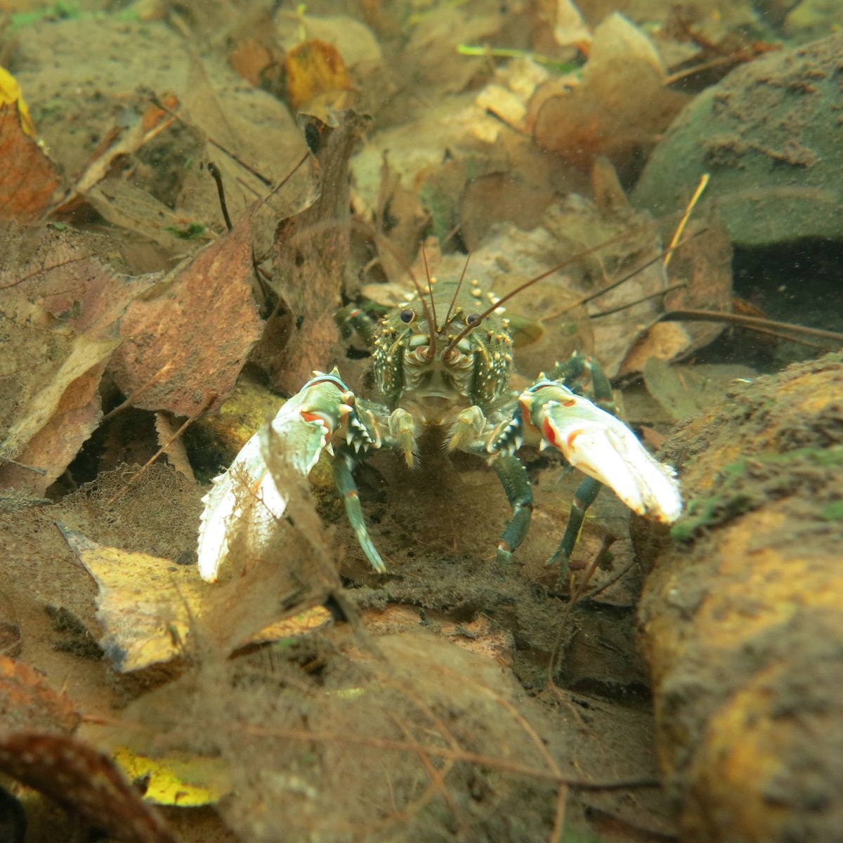 FultoFish's tweet photo. .@maemnoble &amp; I have the pleasure of talking about Murray #crayfish with the Friends of @ANBG 12.30 today #lovetalkingcrayfish @EcoEvo_ANU https://t.co/EtZkkUSPAE