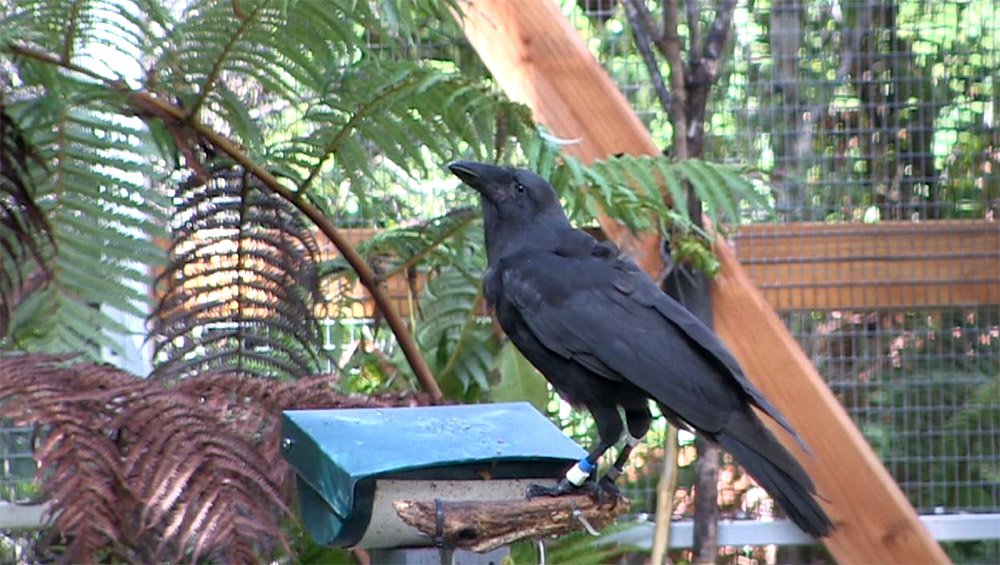IslandConserv's tweet photo. From certain #extinction to flying free once again. Alalā are on a road to recovery thanks to #conservation efforts. https://t.co/1xfsnsfu7q https://t.co/gMwFv1bKOM