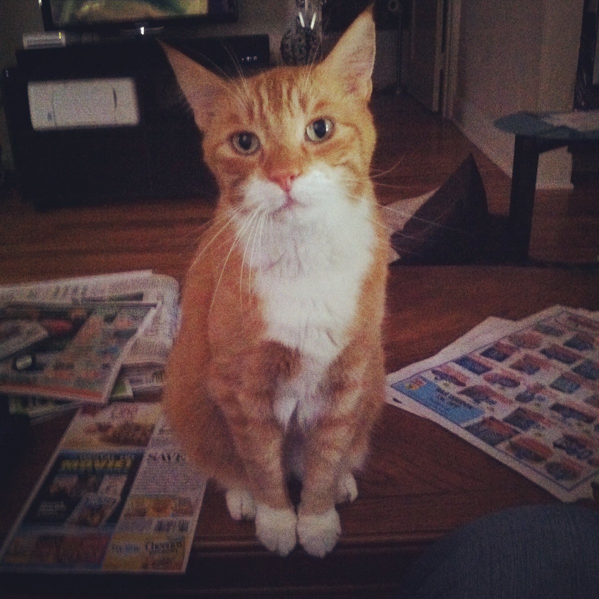 FifiDoesntTweet's tweet photo. This is Shinobi. #catweek #EllenRateMyCat https://t.co/VNACUKTXfk