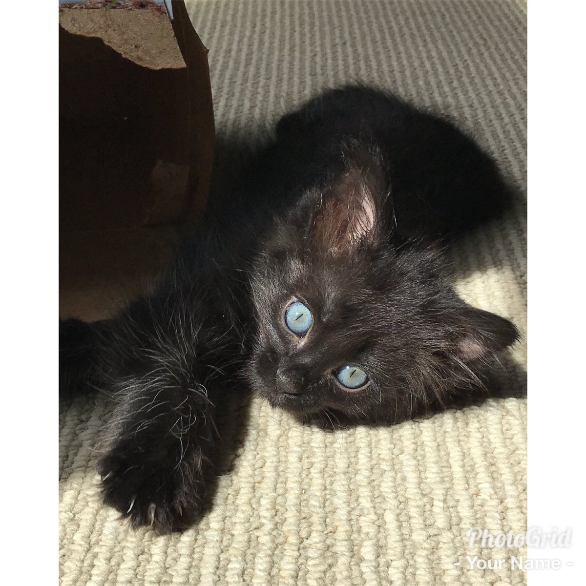 AmericanGirl2_'s tweet photo. @TheEllenShow #ellenratemycat #adopt @halfthewayhome #catbenatar https://t.co/wsI2scogQA