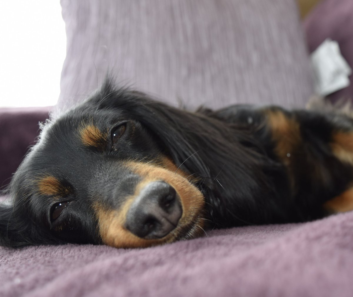 loveshersausage's tweet photo. #humpday #dachshund #ilovemydog  #doxie #beautiful #photooftheday #photography  #Christmas #gift #giftideas #amazon #mommaloveshersausage https://t.co/SOV6irnO9F